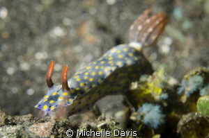 Nudi by Michelle Davis 